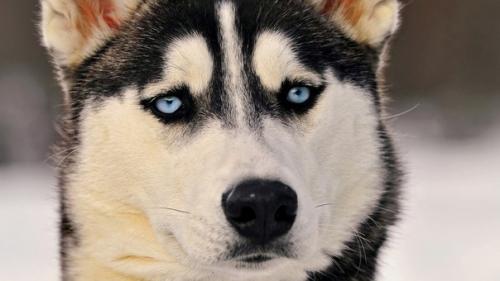 За полярным кругом нашли древнейших породистых собак. За полярным кругом нашли древнейших породистых собак.