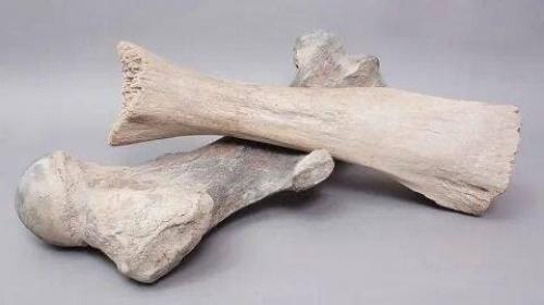 Мамонтам, найденным на территориях Симферополя, больше 30.  