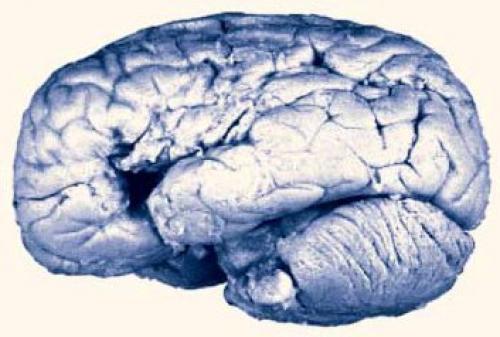 О повреждениях мозга и бранных словах.

