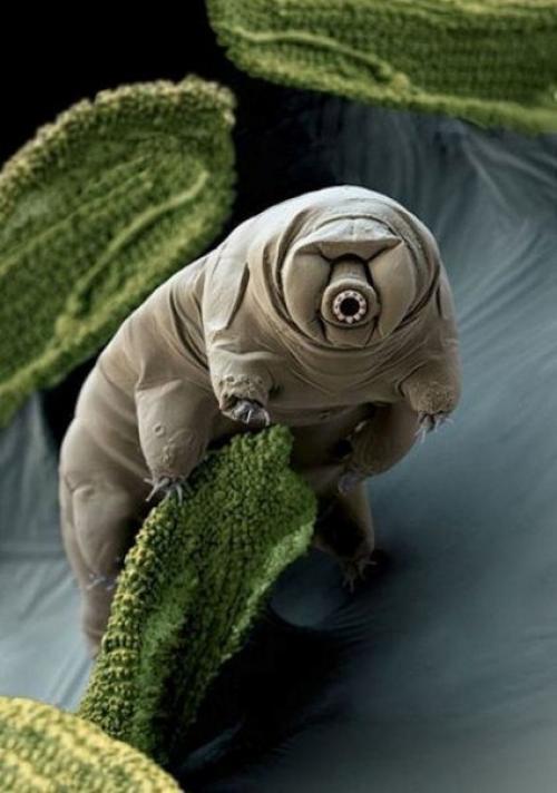 Тихоходки (лат.  Tardigrada.