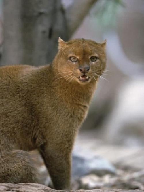 Ягyapyнди, вид кошки, которая питается фруктами, умеет чирикать и дружит с обезьянами. 02