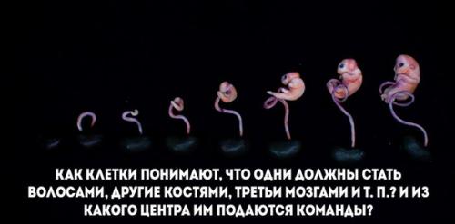 Как клетки понимают, что одни должны стать волосами, другие костями, третьи мозгами и т. п.?