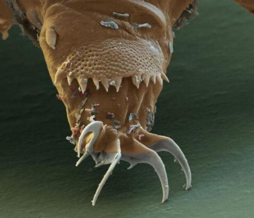 Тихоходки (лат.  Tardigrada. 07