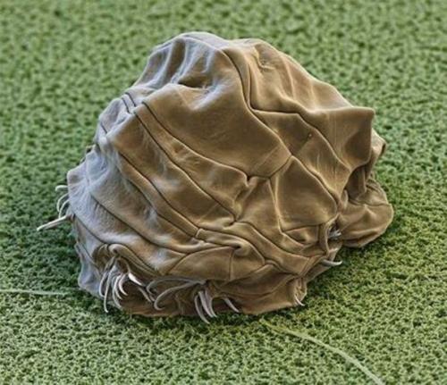 Тихоходки (лат.  Tardigrada. 02