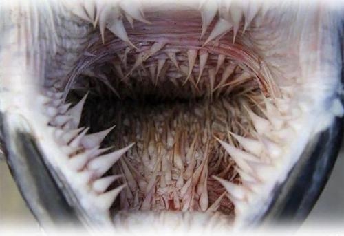 Ничего из этого вы точно не видели! 08