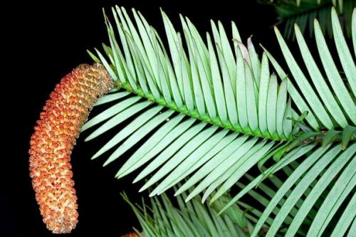 Сосны росшие на земле 15 миллионов лет назад. 01 Сосны росшие на земле 15 миллионов лет назад. 01