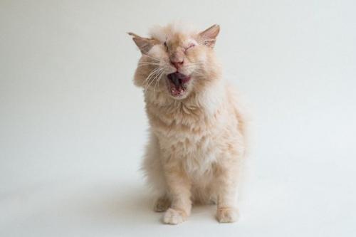 Люди намеренно пролили кислоту на морду доверчивого кота, который просто попросил у них еды. 04