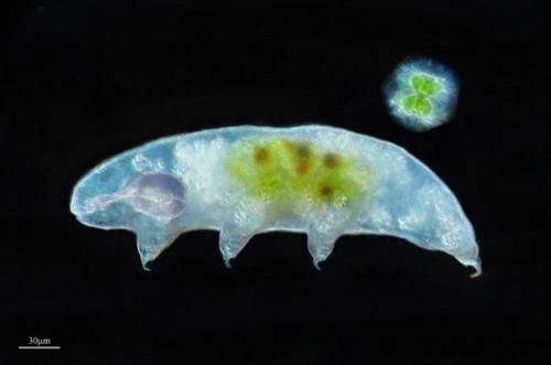 Тихоходки (лат.  Tardigrada. 05