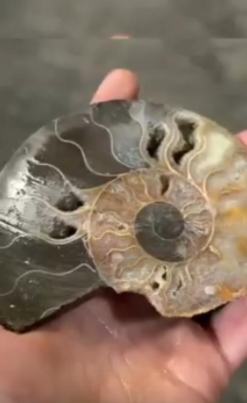 Аммониты, несомненно, относятся к самым долгоживущим организмам на земле. 01