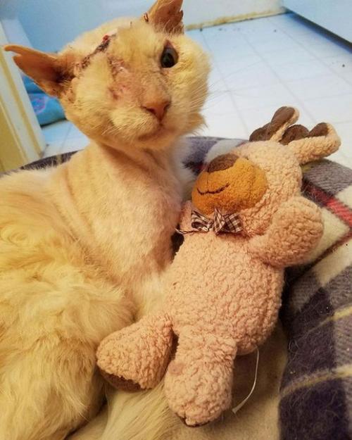 Люди намеренно пролили кислоту на морду доверчивого кота, который просто попросил у них еды. 07