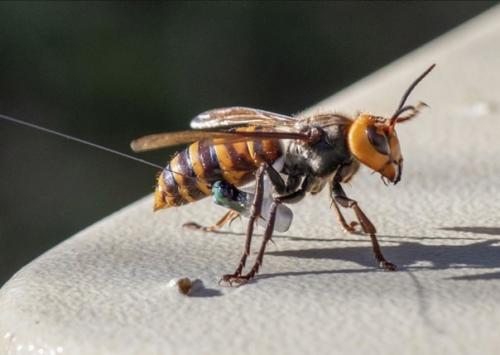 В США нашли и уничтожили первое гнездо азиатских Шершней - Убийц. 01