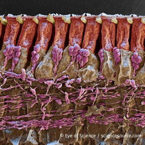 Кортиев орган.  Этот периферический отдел слухового анализатора, расположенный внутри перепончатого лабиринта улитки. 01