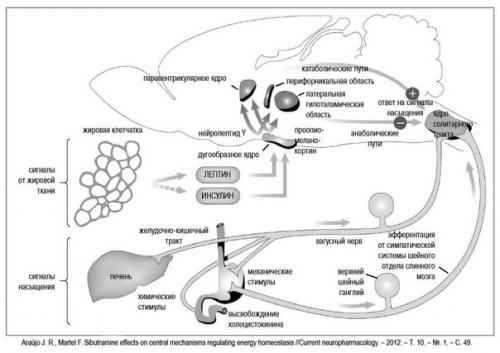 Гормоны голода и насыщения. 02 Гормоны голода и насыщения. 02