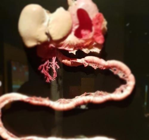 На выставке Body Worlds были представлены подлинные человеческие тела, сохраненные после смерти их владельцев методом пластинации. 01