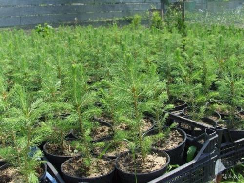 Идея для флешмоба: