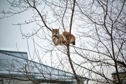Алабай из амурской области принял рысь за большую кошку, погнался за ней и загнал её на дерево. 02