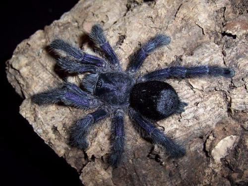 Avicularia Purpurea (лат.