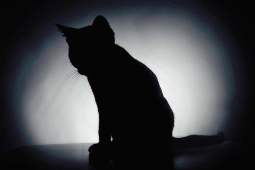 Ученые Крупный Вариант кошки Шредингера создали. Ученые Крупный Вариант кошки Шредингера создали.