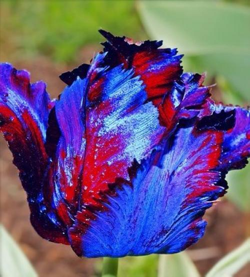 Вот он цветик - семицветик пустыни сахара, синий тюльпан.  