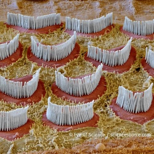 Кортиев орган.  Этот периферический отдел слухового анализатора, расположенный внутри перепончатого лабиринта улитки. 02