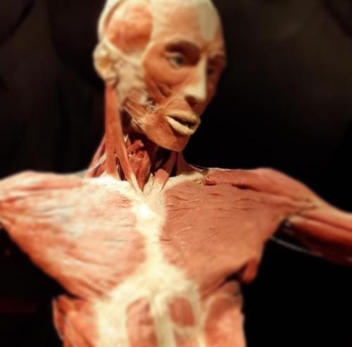 На выставке Body Worlds были представлены подлинные человеческие тела, сохраненные после смерти их владельцев методом пластинации. 02