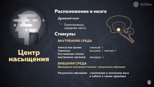 Гормоны голода и насыщения. 01 Гормоны голода и насыщения. 01