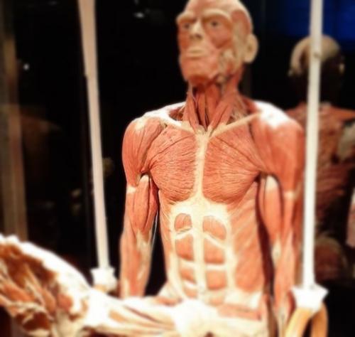На выставке Body Worlds были представлены подлинные человеческие тела, сохраненные после смерти их владельцев методом пластинации. 03