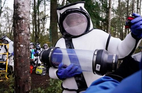 В США нашли и уничтожили первое гнездо азиатских Шершней - Убийц. 04