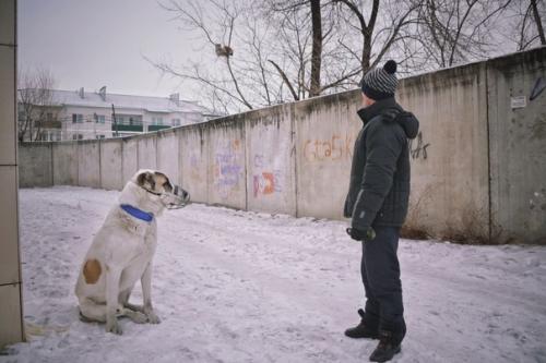 Алабай из амурской области принял рысь за большую кошку, погнался за ней и загнал её на дерево. 01