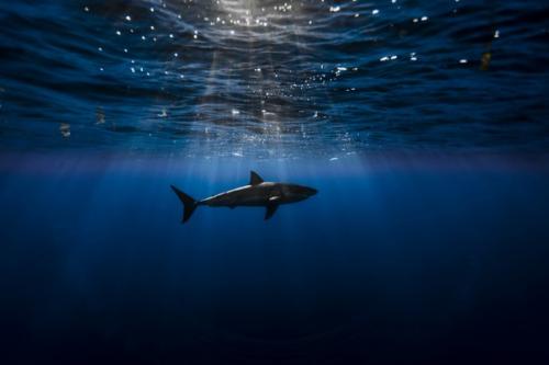 10 кадров, которые очаровали даже профессиональных фотографов. 03