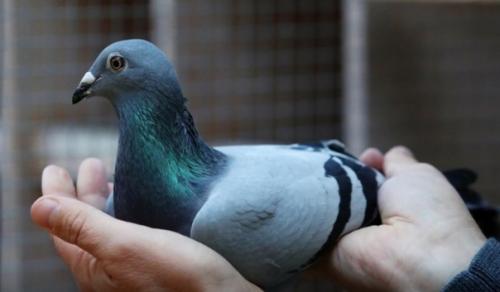 Этого голубя продали почти за 2 млн. 01