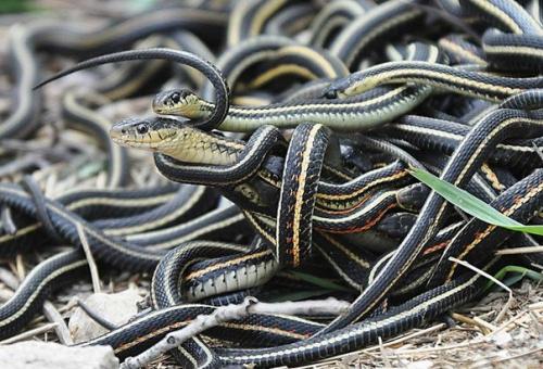 Ученые за жестокой войной полов у садовых ужей следят.