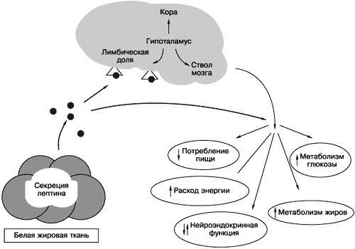 Гормоны голода и насыщения. 03 Гормоны голода и насыщения. 03