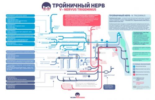 Великолепные инфографики от проекта Medless! 06