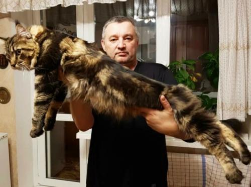 Исследование: кошкам плевать на своих хозяев, они не формируют с вами никакой связи.

