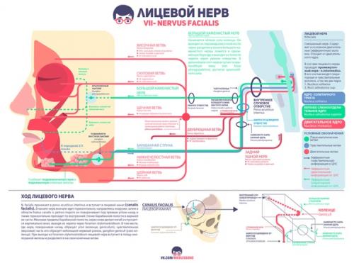 Великолепные инфографики от проекта Medless! 04