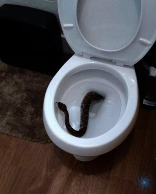 Любопытно, как они в трубы то лезут? 03