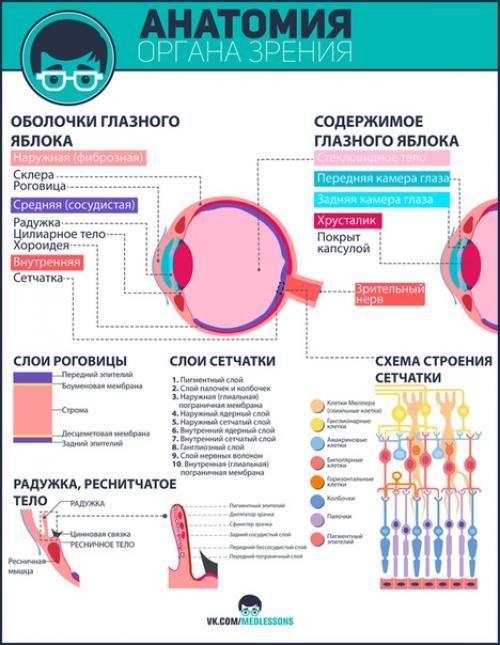 Великолепные инфографики от проекта Medless! 02
