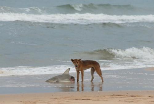 Австралия: смертельный континент. 02 Австралия: смертельный континент. 02