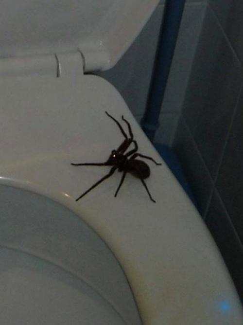 Любопытно, как они в трубы то лезут? 02