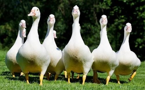 Кто охраняет Китай, пока все спят! 01