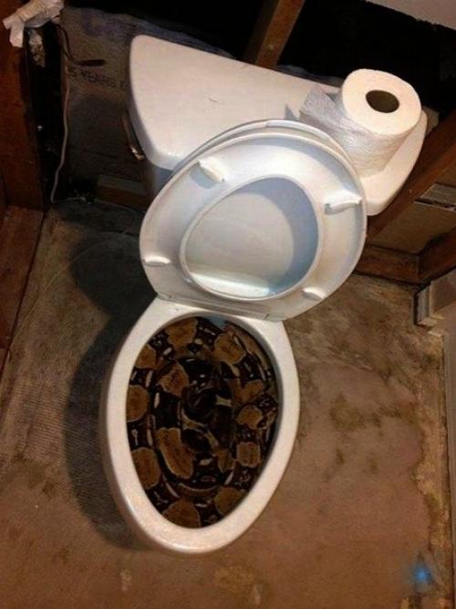 Любопытно, как они в трубы то лезут? 01