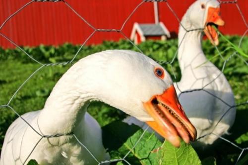 Кто охраняет Китай, пока все спят! 02