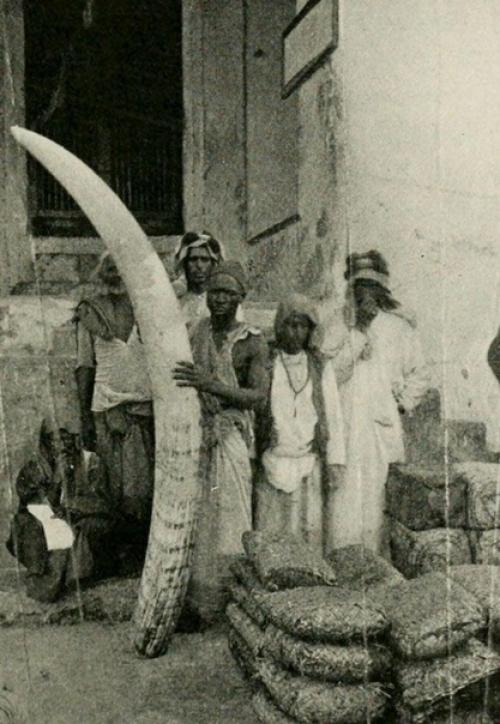 Немного о слонах! 01