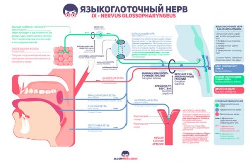 Великолепные инфографики от проекта Medless! 07