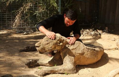 Когда охранники зоопарка вернулись, то увидели страшную картину. 08 Когда охранники зоопарка вернулись, то увидели страшную картину. 08