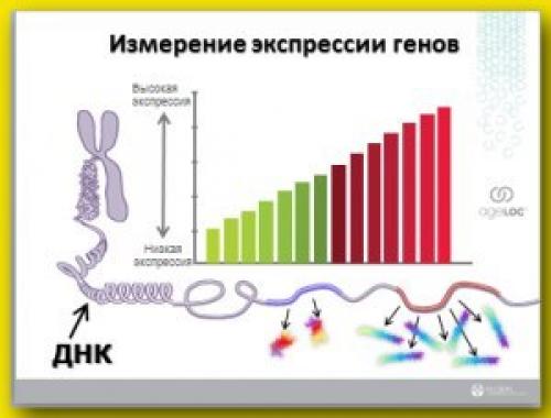 Что такое экспрессия генов