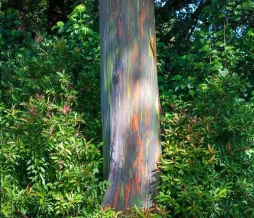 Удивительные деревья, растущие на нашей планете. 03