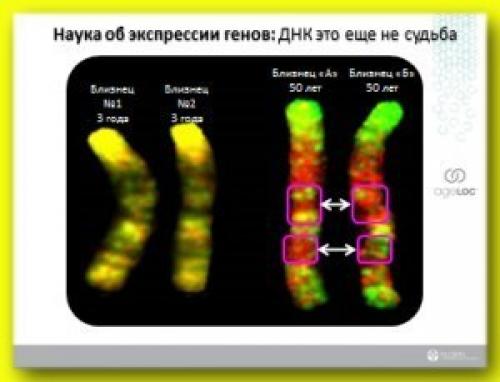 Что такое экспрессия генов