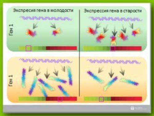 Экспрессия генов. Что такое экспрессия генов?